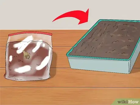 Image titled Grow Agrimony Step 4