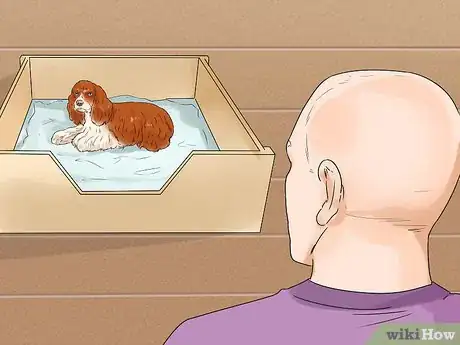 Image titled Breed Scottish Cocker Spaniels Step 14