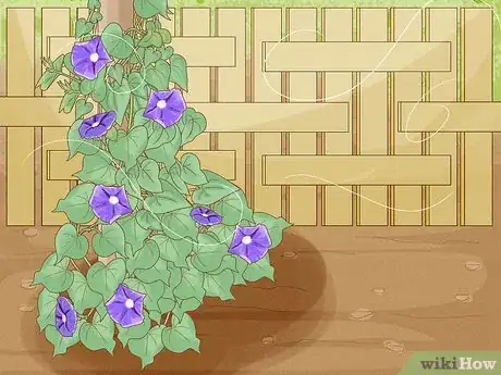 Image titled Make Morning Glories Bloom Step 4