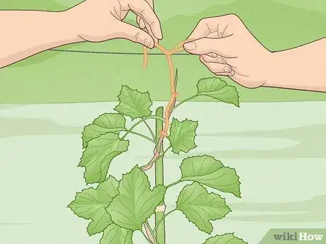 Image titled Grow Scuppernongs Step 12