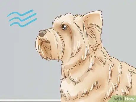 Image titled Groom a Yorkie Pomeranian Mix Step 9