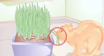 Stop Cats from Eating Indoor Plants