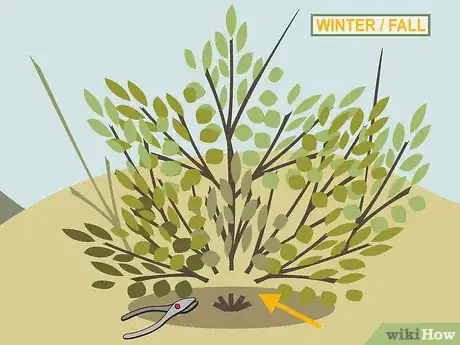 Image titled Prune Shrubs Step 02