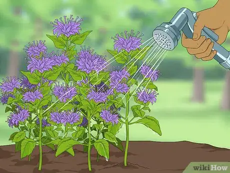 Image titled Grow Bergamot Step 6