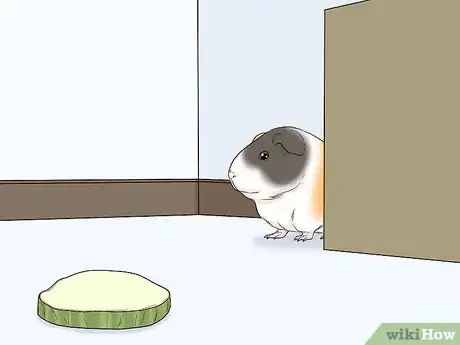 Image titled Avoid Scaring Your Guinea Pig Step 6