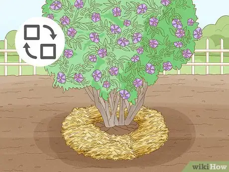 Image titled Care for a Purple Flower Potato Bush Step 8