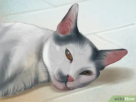 Image titled Know if Your Cat Is Sick Step 10