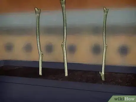 Image titled Grow Snowball Trees Step 12