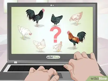 Image titled Look After Baby Chicks Step 2