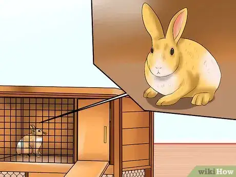 Image titled Win a Rabbit's Trust Step 5