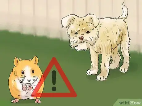 Image titled Care for an Affenpinscher Step 11