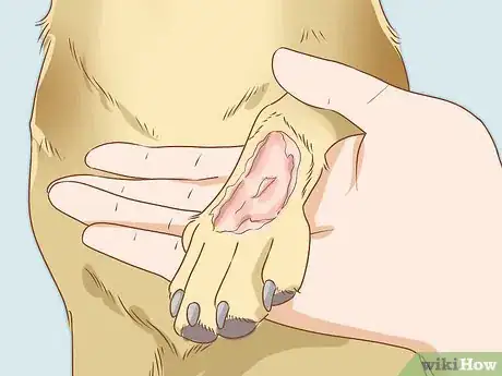 Image titled Treat Frostbite in Dogs Step 15