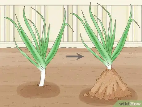 Image titled Grow Leeks Step 7