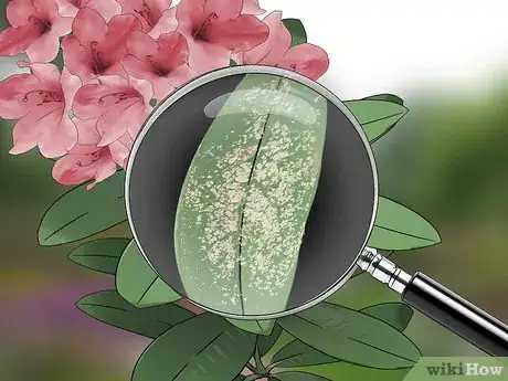 Image titled Control Lace Bugs in Your Flower Garden Step 5