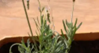 Strike a Lavender Cutting