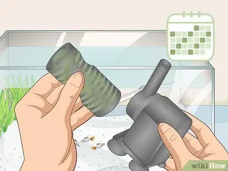 Image titled Avoid Algae in an Aquarium Step 4
