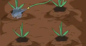 Divide Bearded Irises