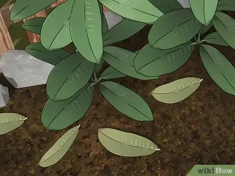 Image titled Control Lace Bugs in Your Flower Garden Step 7