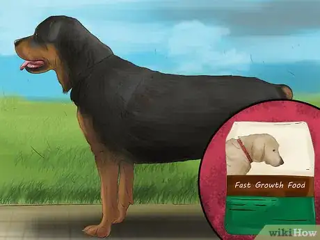 Image titled Diagnose Osteochondrosis Dissecans in Rottweilers Step 10