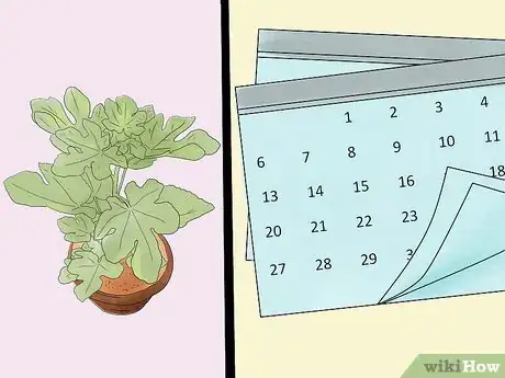 Image titled Grow Figs Step 2