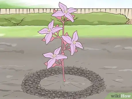 Image titled Grow Boronia Step 12