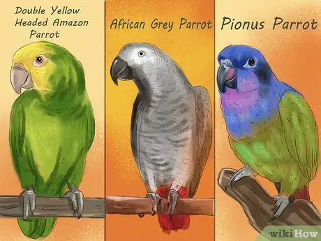 Image titled Select a Pet Parrot Step 5