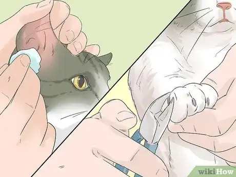 Image titled Take Care of an Aegean Cat Step 2