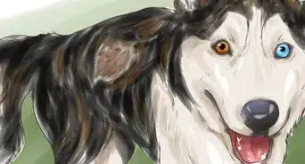 Treat Autoimmune Disorders in Siberian Huskies