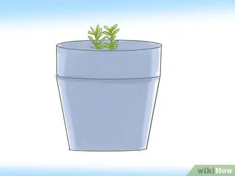 Image titled Grow Butterfly Weed Step 15