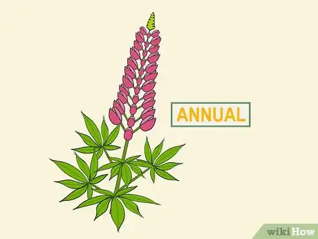 Image titled Grow Lupine Flowers Step 06