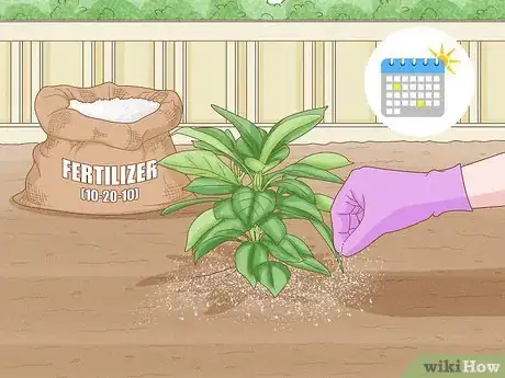 Image titled Grow Mandevillas Step 6