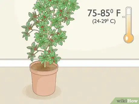 Image titled Grow Miracle Berries Step 9