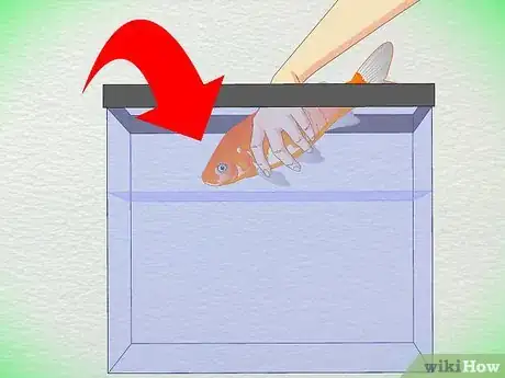 Image titled Draw Blood from an Adult Fish Step 1