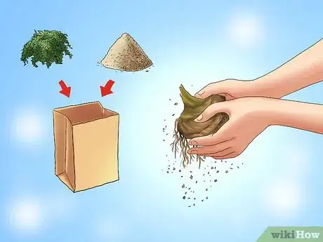 Image titled Transplant Bulbs Step 7