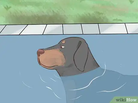 Image titled Choose Exercise That Strengthens Senior Dogs Step 12