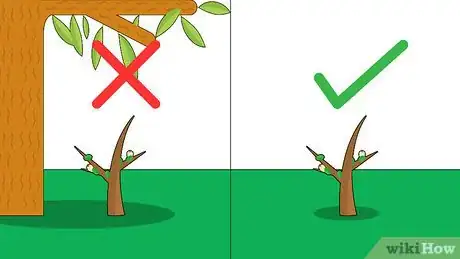 Image titled Grow an Ohia Tree Step 2