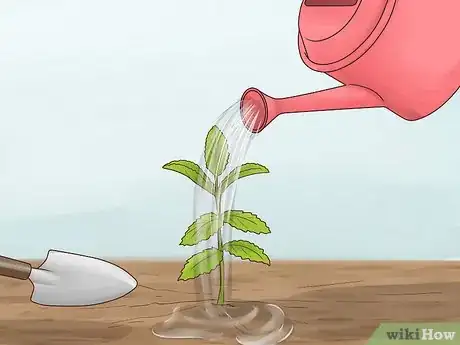 Image titled Grow Herbs Outdoors Step 10