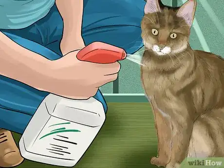 Image titled Diagnose and Treat Flea Allergies in Cats Step 8