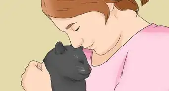 Identify a Bombay Cat