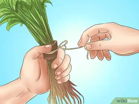 Image titled Plant Evergreen Shrubs Step 11