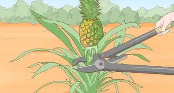 Regrow Pineapples