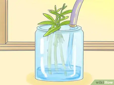 Image titled Grow Oleanders from Cuttings Step 5