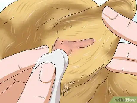 Image titled Care for Puggles Step 15