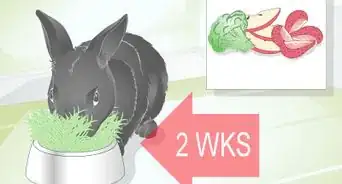 Choose Rabbit Treats