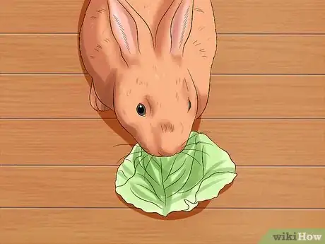 Image titled Care for Thrianta Rabbits Step 15