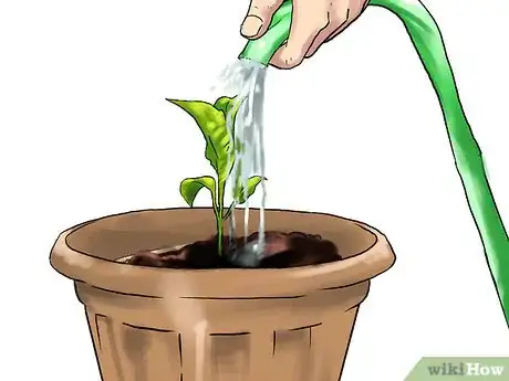 Image titled Grow Eggplants in Pots Step 22