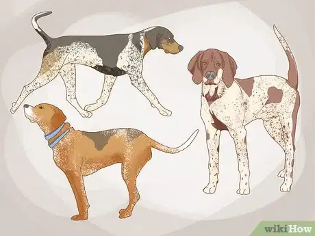 Image titled Identify an American English Coonhound Step 7