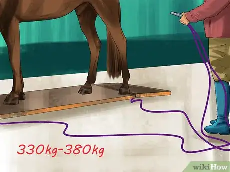 Image titled Ride an Icelandic Horse Step 7