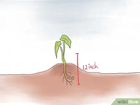 Image titled Grow Sweet Potatoes Step 11