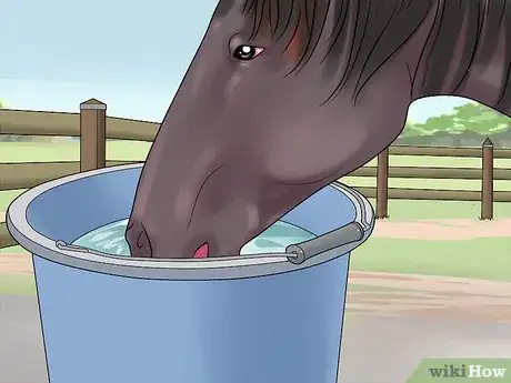 Image titled Feed a Starving Horse Step 12